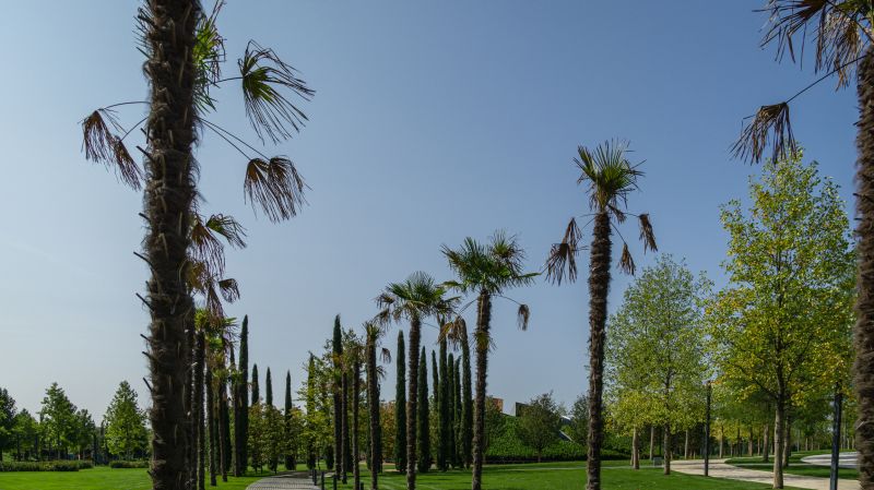 Tree Planting Service