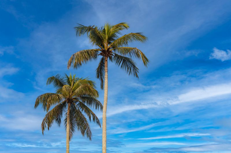 Fall Palm Tree Planting