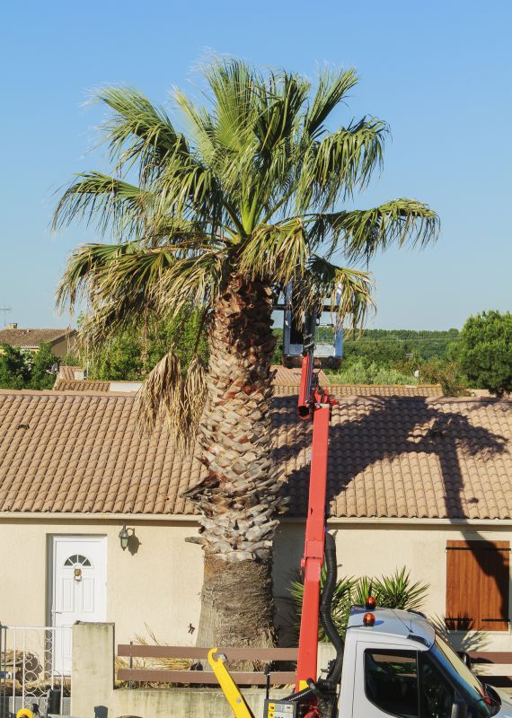 Products For Palm Tree Plantings in use